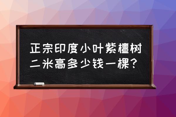 正宗小葉紫檀樹苗多少錢 正宗印度小葉紫檀樹二米高多少錢一棵？