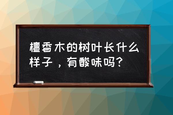 香檀木樹葉長什么樣 檀香木的樹葉長什么樣子,有酸味嗎? 香檀木樹葉長什么樣 檀香木的樹葉長什么樣子,有酸味嗎?