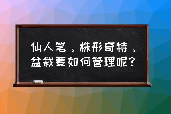 仙人指用多大的盆栽培 仙人筆，株形奇特，盆栽要如何管理呢？
