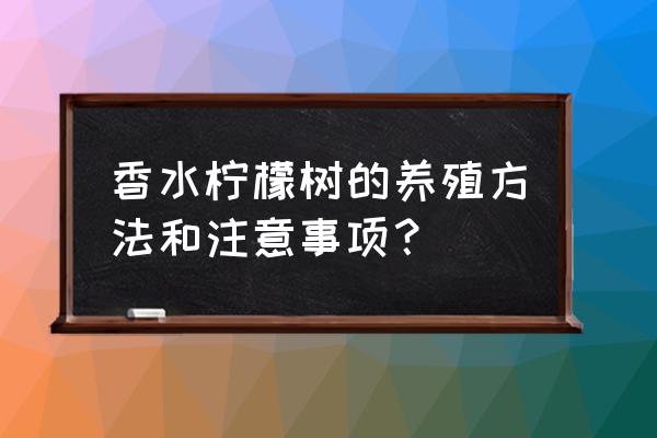 新上盆的檸檬樹怎么養 香水檸檬樹的養殖方法和注意事項？