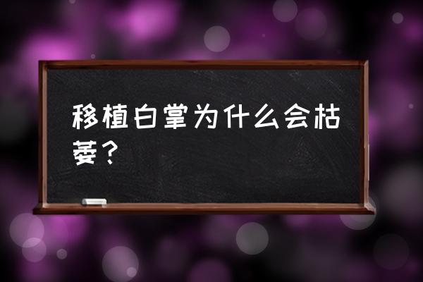 白鶴芋葉子尖發黃發黑怎么辦 移植白掌為什么會枯萎？