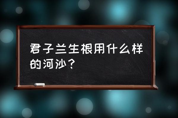 什么樣的河沙養花最好呢 君子蘭生根用什么樣的河沙？