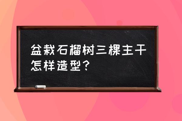 盆栽石榴哪種最好 盆栽石榴樹三棵主干怎樣造型？
