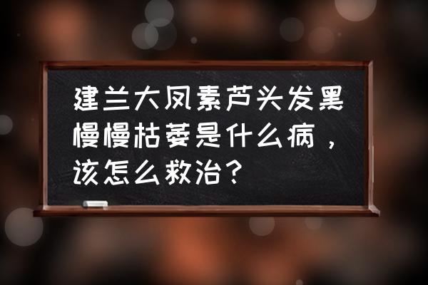 幸運樹葉枯萎了怎么辦 建蘭大鳳素蘆頭發黑慢慢枯萎是什么病，該怎么救治？
