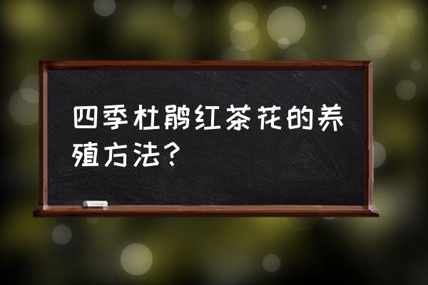 四季茶花養(yǎng)殖注意事項(xiàng) 四季杜鵑紅茶花的養(yǎng)殖方法？