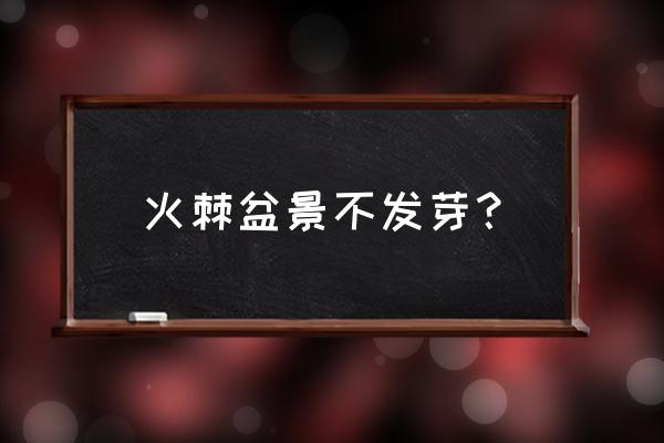 12萬元火棘盆景 火棘盆景不發芽？