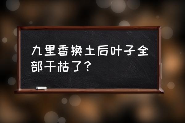 九里香移栽后枯萎的補救 九里香換土后葉子全部干枯了？