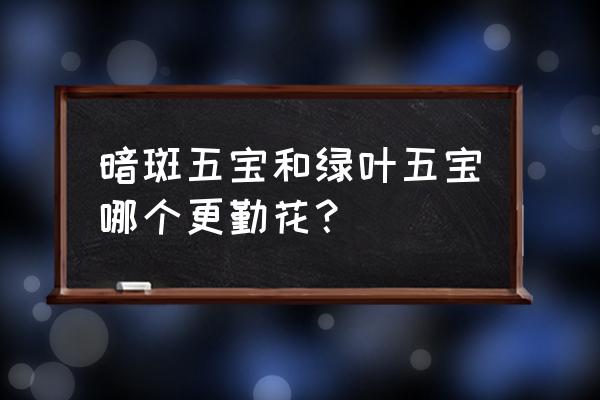三大名貴三角梅 暗斑五寶和綠葉五寶哪個更勤花？