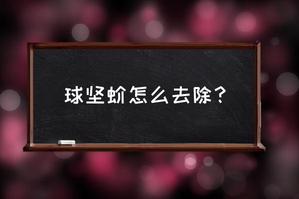 鐵鏟怎么修剪 球堅蚧怎么去除？