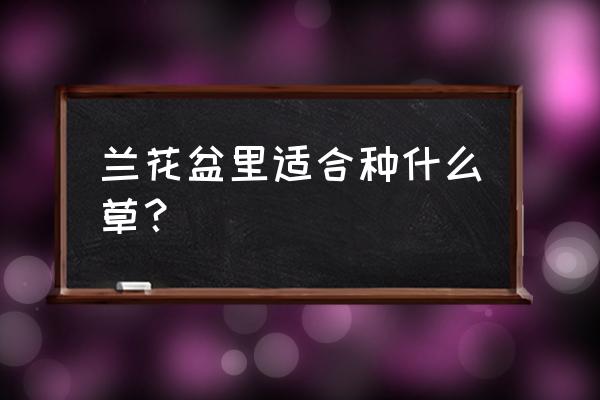 翠云草一般養(yǎng)殖在什么地方合適 蘭花盆里適合種什么草？
