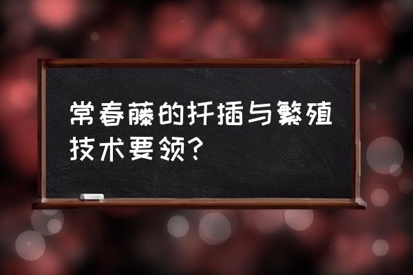 長春藤可以直接換盆嗎 常春藤的扦插與繁殖技術要領？