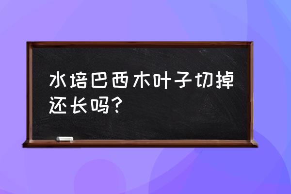 水培巴西木葉子發(fā)黃枯萎可以剪嗎 水培巴西木葉子切掉還長嗎？