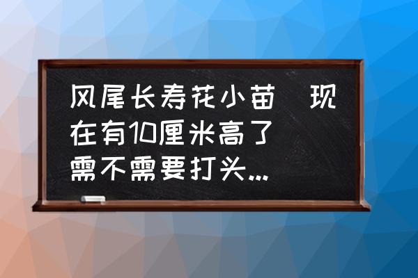 長壽花怎么修剪才長側枝 風尾長壽花小苗(現在有10厘米高了)需不需要打頭?什么時候打?謝謝? 長壽花怎么修剪才長側枝 風尾長壽花小苗(現在有10厘米高了)需不需要打頭?什么時候打?謝謝?