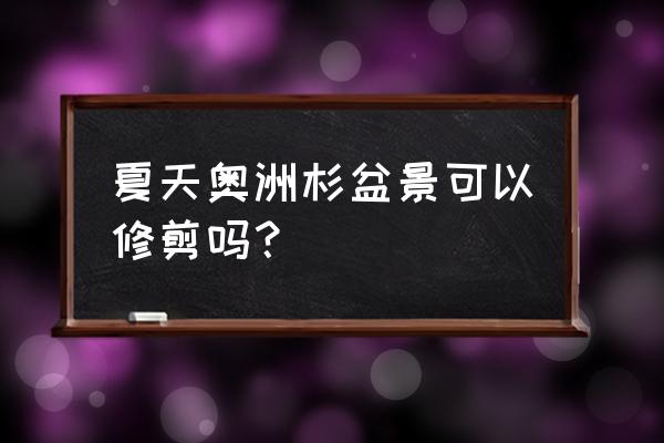 澳洲杉怎么養才能長得粗壯 夏天奧洲杉盆景可以修剪嗎？