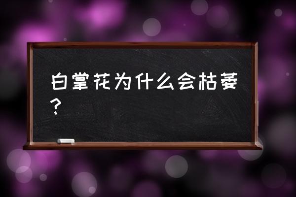 白掌肥料過多是什么樣子 白掌花為什么會枯萎？
