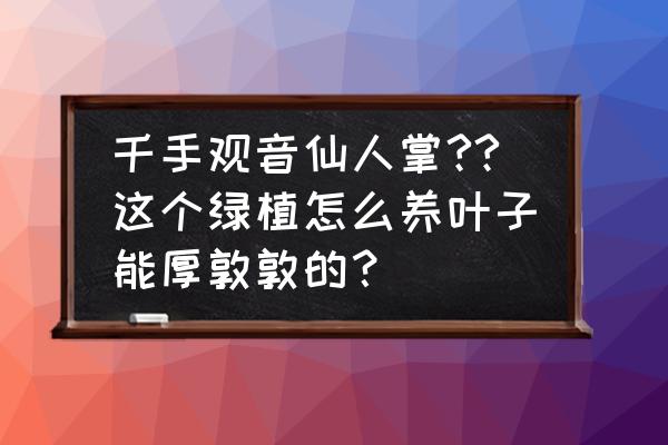 千手觀音水養方法和注意事項 千手觀音仙人掌??這個綠植怎么養葉子能厚敦敦的？