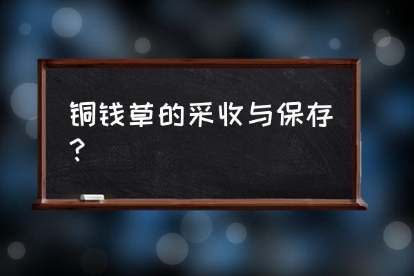 金錢草在哪可以種植 銅錢草的采收與保存？