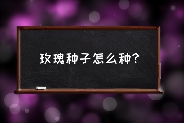 怎么種植室內花種子 玫瑰種子怎么種？