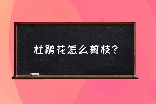 杜鵑花開完花以后怎么修剪 杜鵑花怎么剪枝？