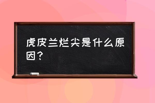 虎皮蘭爛根了用什么辦法能補救 虎皮蘭爛尖是什么原因? 虎皮蘭爛根了用什么辦法能補救 虎皮蘭爛尖是什么原因?