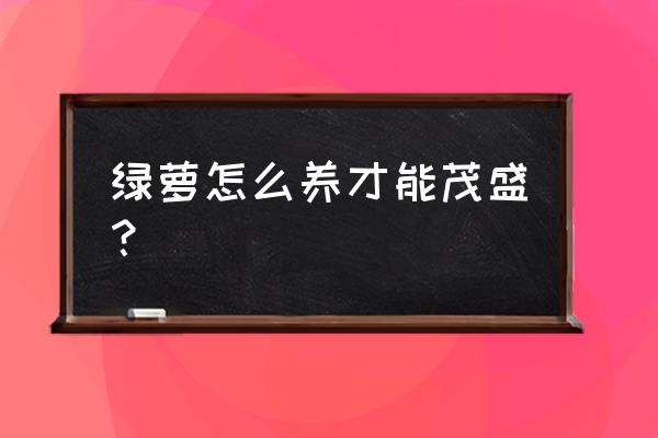 大型綠籮的養(yǎng)殖方法 綠蘿怎么養(yǎng)才能茂盛？