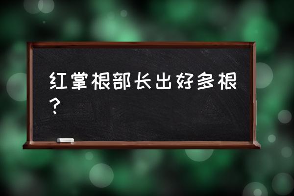 紅掌死了根還是活的可以救過來嗎 紅掌根部長出好多根? 紅掌死了根還是活的可以救過來嗎 紅掌根部長出好多根?