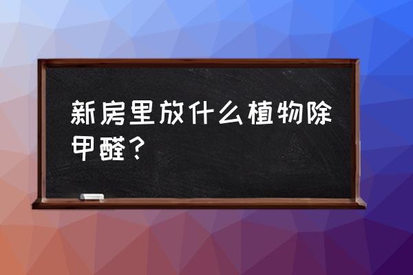 10種能吸收甲醛的盆栽 新房里放什么植物除甲醛？