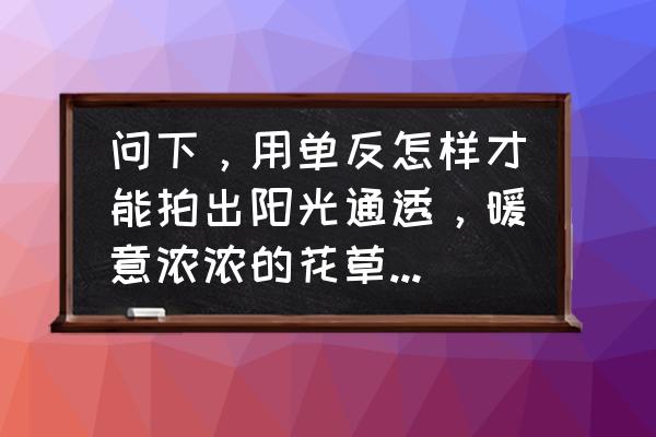 怎么拍出光線透過的感覺 問下，用單反怎樣才能拍出陽光通透，暖意濃濃的花草，人像照片？