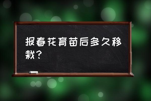 四季櫻草怎么繁殖 報(bào)春花育苗后多久移栽？
