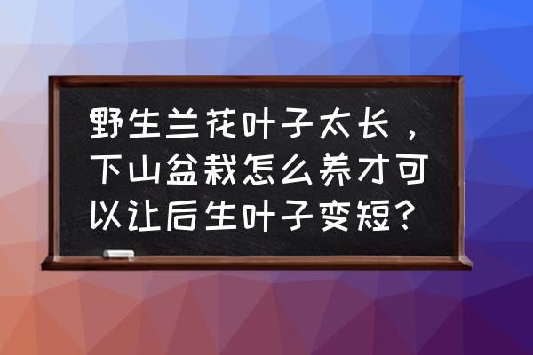 家里大型綠植怎么養(yǎng)護(hù) 野生蘭花葉子太長(zhǎng),下山盆栽怎么養(yǎng)才可以讓后生葉子變短? 家里大型綠植怎么養(yǎng)護(hù) 野生蘭花葉子太長(zhǎng),下山盆栽怎么養(yǎng)才可以讓后生葉子變短?