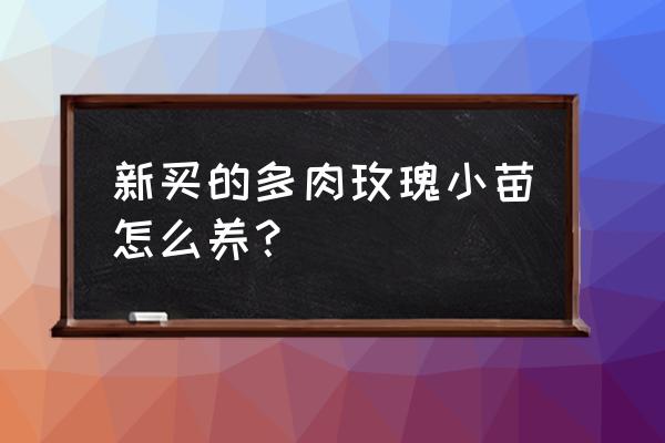 多肉小苗多大能看出品種 新買的多肉玫瑰小苗怎么養? 多肉小苗多大能看出品種 新買的多肉玫瑰小苗怎么養?