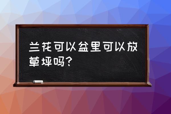 翠云草種子可以直接撒蘭花嗎 蘭花可以盆里可以放草坪嗎? 翠云草種子可以直接撒蘭花嗎 蘭花可以盆里可以放草坪嗎?
