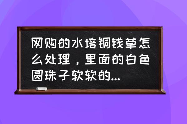 銅錢草水培最簡單方法 網購的水培銅錢草怎么處理，里面的白色圓珠子軟軟的，是什么東西？