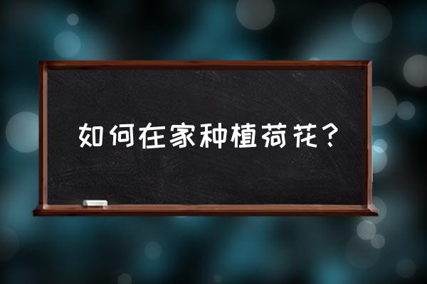 太陽花能放在家里養嗎 如何在家種植荷花？