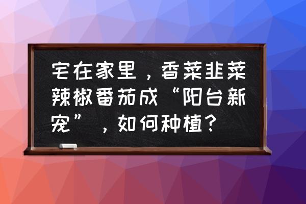 適合陽臺種植的蔬果 宅在家里,香菜韭菜辣椒番茄成“陽臺新寵”,如何種植? 適合陽臺種植的蔬果 宅在家里,香菜韭菜辣椒番茄成“陽臺新寵”,如何種植?