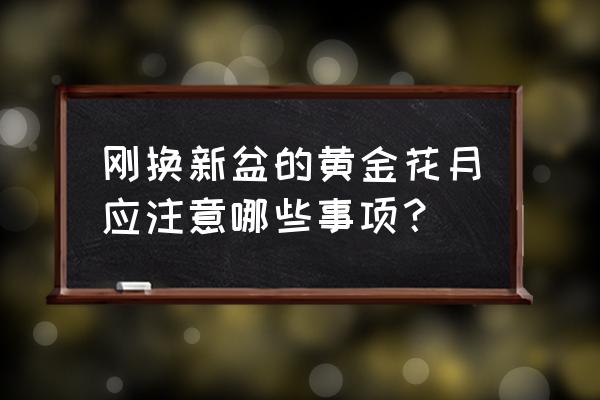 剛從網上買回來的多肉怎么養護 剛換新盆的黃金花月應注意哪些事項? 剛從網上買回來的多肉怎么養護 剛換新盆的黃金花月應注意哪些事項?