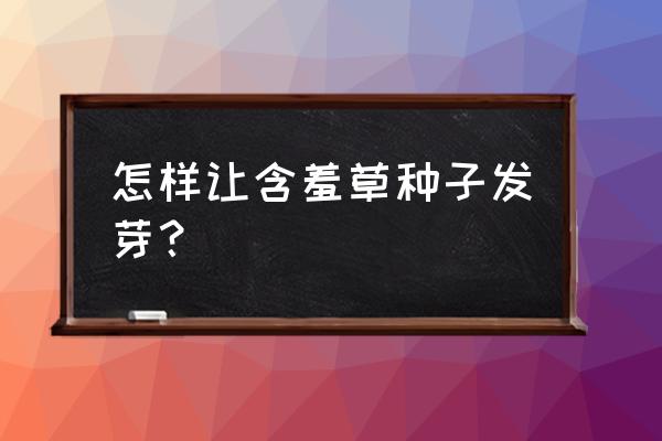 含羞草種子的種植方法和時(shí)間 怎樣讓含羞草種子發(fā)芽？