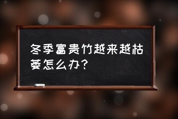 富貴竹怎么安全度過冬天 冬季富貴竹越來越枯萎怎么辦？