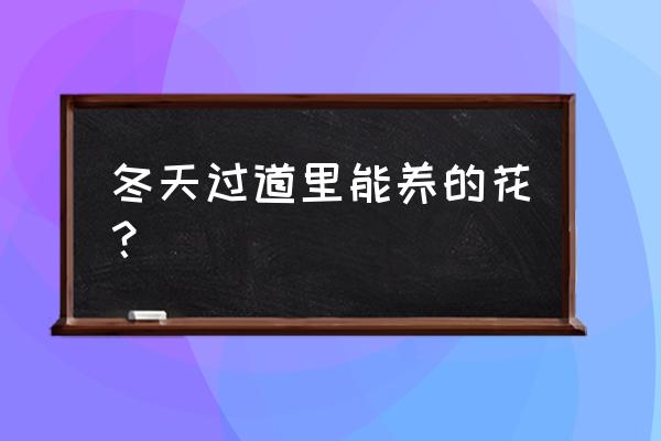 雪鐵芋多久澆水一次 冬天過道里能養的花? 雪鐵芋多久澆水一次 冬天過道里能養的花?